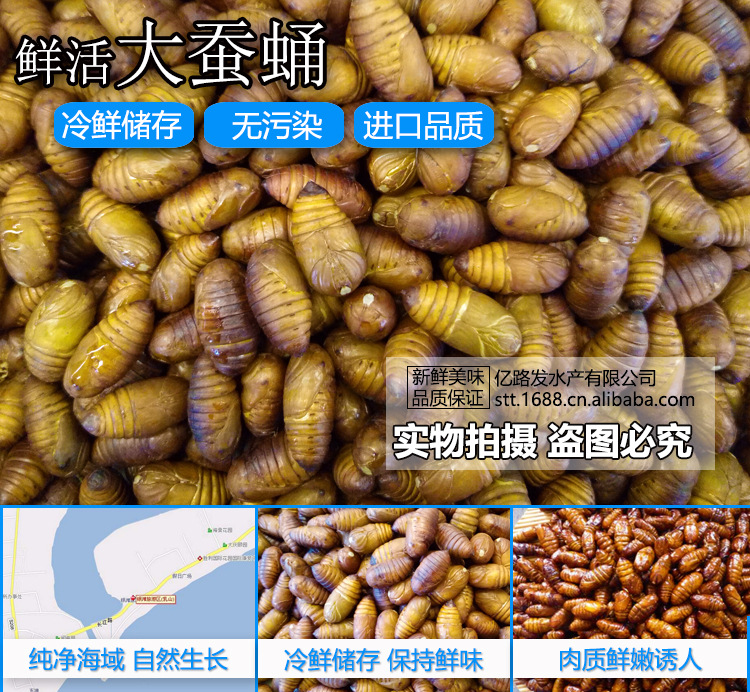 鲜活大蚕蛹