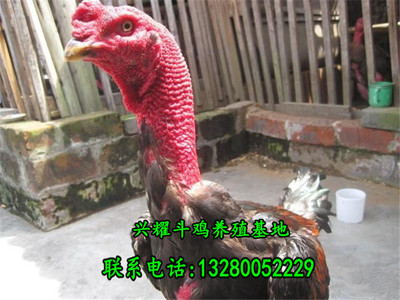 越南斗鸡_出售越南斗鸡 泰国斗鸡 好的斗鸡品种有几种