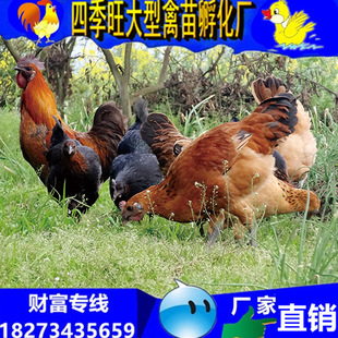 湖南土鸡苗||湖北土鸡苗||广西土鸡苗||广州土鸡苗||重庆优质土鸡