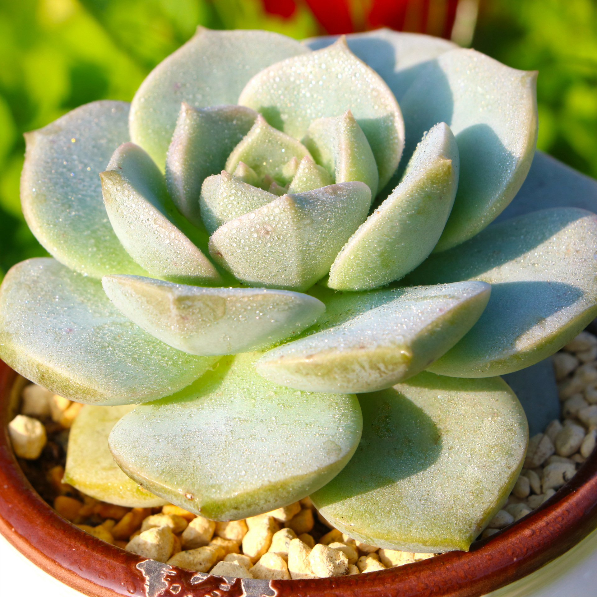 漳州多肉植物批发白牡丹多肉肉植物批发花卉绿植迷你盆栽批发