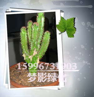 批发多肉植物盆栽仙人指又叫金手指迷你盆栽阳台 桌面