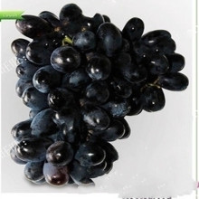 【夏黑葡萄树】夏黑葡萄树价格\/图片_夏黑葡萄