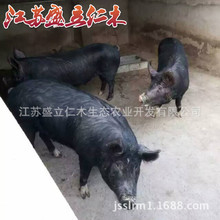 纯种巴克夏公猪 配种公猪瘦肉型黑种猪 优良黑公猪父本精选品种