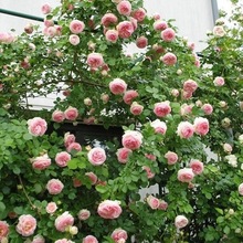 Châu Âu tháng tăng hồng Lonza viên ngọc rồng màu hồng hoa hồng cây nho cây Vine chậu hoa trò chơi Hoa và hoa