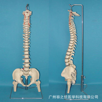 自然大脊椎带半腿骨 厂家直销 人体骨骼模型 医学解剖练习教学