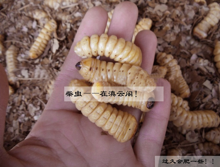 舌尖上的中国云南特产速冻柴虫财虫哈虫木虫柞天牛食用昆虫