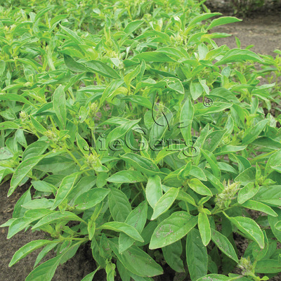 柠檬罗勒种子 basil九层塔 泰国老挝罗勒 蔬菜香料 香草花卉种子