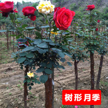 Cây hoa hồng hình cây ra hoa nhiều màu trong cùng một năm. Hoa và hoa