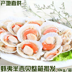 产地大连新鲜冻鲜虾夷半壳贝蒜蓉粉丝贝餐饮烧烤特供冻品海鲜批发