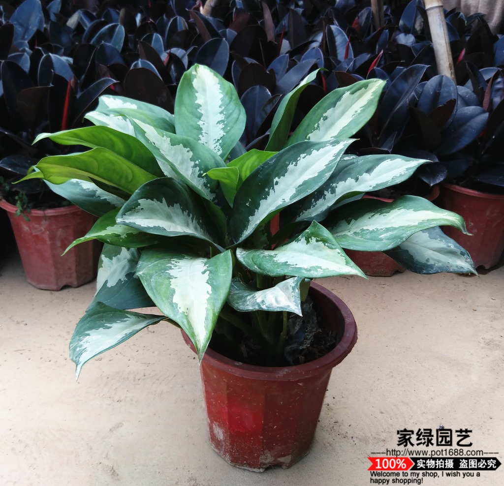 【基地直供】室内绿化花卉小盆栽万年青 银皇后 亚丽皇后