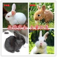 Panda chúa Thỏ Thỏ Thỏ Thỏ trắng thỏ thỏ đen in vivo thỏ con vật cưng Hamster, thỏ, chim