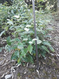 羊奶果苗实生苗可嫁接甜的 龙枣梨枣羊奶枣盆栽枣苗 厂家基地直销