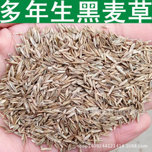 草坪种子黑麦草种子多年生黑麦草特高宽叶早熟型牧草草籽