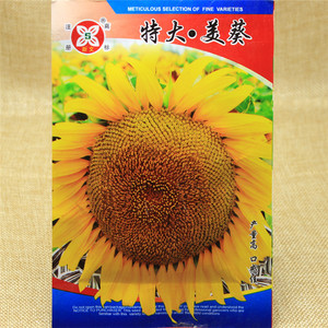 向日种子