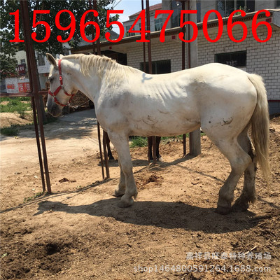 马-蒙古马价格纯绿色马匹养殖场提供养马技术
