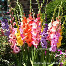 Bán buôn bóng đèn gladiolus nhập khẩu chất lượng cao Bóng đèn hoa hoàn toàn đầy đủ màu sắc Hoa trong chậu Cây giống