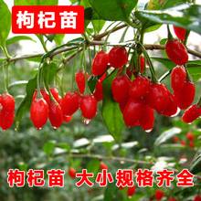 Một đặc sản Ninh Hạ wolfberry Ning Qi Miao năng suất đóng đảm bảo chất lượng cao Ningxia Red wolfberry cây giống cây giống 3 năm Cây ăn quả