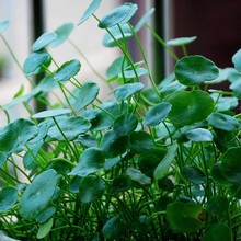 Bán buôn cây thủy canh xanh trồng trong chậu nấm thực vật thủy sinh tiền xu cỏ và cỏ nước xanh Cây cảnh
