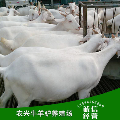 美国白山羊,白山羊养殖场,白山羊多少钱一只