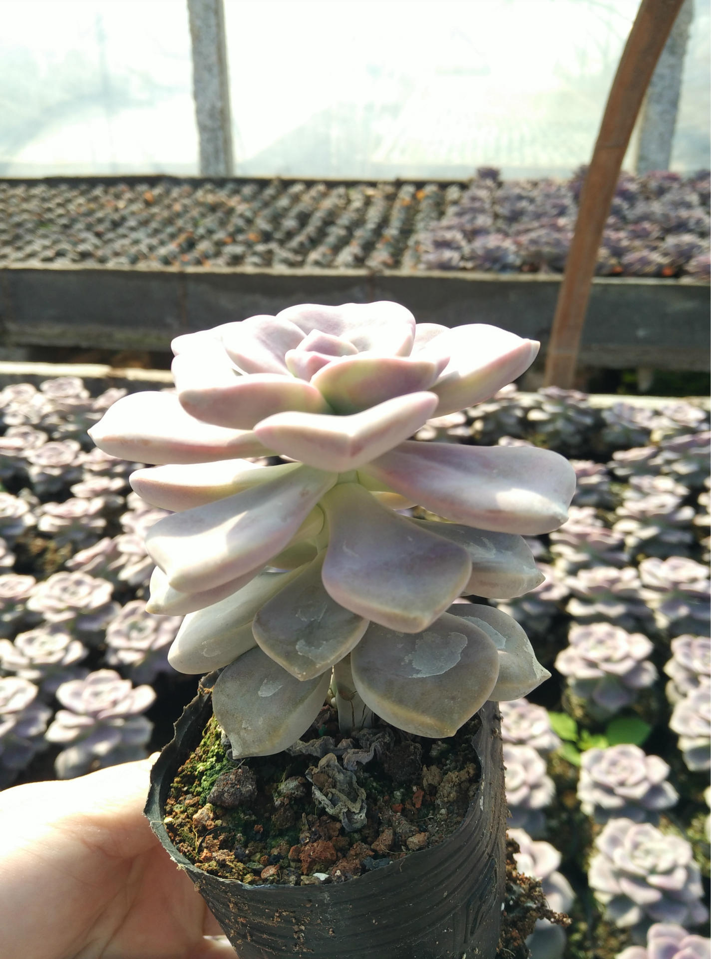 多肉植物批发紫悦紫乐小老桩7-8cm左右