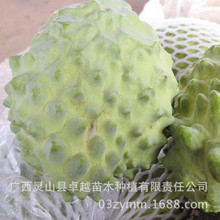 Đài Loan dứa mãng cầu Annona cây giống ghép cây giống cây ăn quả Guangxi núi cây mãng cầu xiêm bán buôn Cây ăn quả
