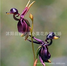 Hoa lan FlyingDuck Úc Hạt giống hoa lan vịt vịt Hạt giống hoa quý hiếm Cây giống