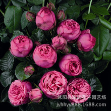 Cây giống hoa hồng châu Âu Cây đàn piano màu hồng Cây giống hoa hồng cắt giống lớn có thể trồng trong chậu hoa Hoa và hoa