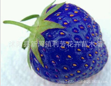 Hạt giống trái cây Màu xanh hạt giống Dâu tây Màu xanh Dâu tây Blueberry Lớn Lớn Ngọt và ngon Cây giống