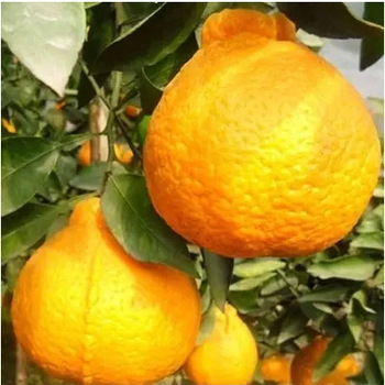 【东方红柑橘】红美人柑橘价格_柑橘树苗图片