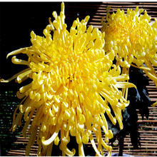 Bán buôn hoa cúc trong chậu September - Hà Lan màu vàng hoa cúc cây giống cây giống của mùa thu với phân phối hoa vỏ Hoa và hoa