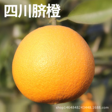 Cam tươi theo mùa, cam tươi, hiện đang hái 9 cân trái lớn, thế hệ cam Tứ Xuyên Trái cây Tứ Xuyên
