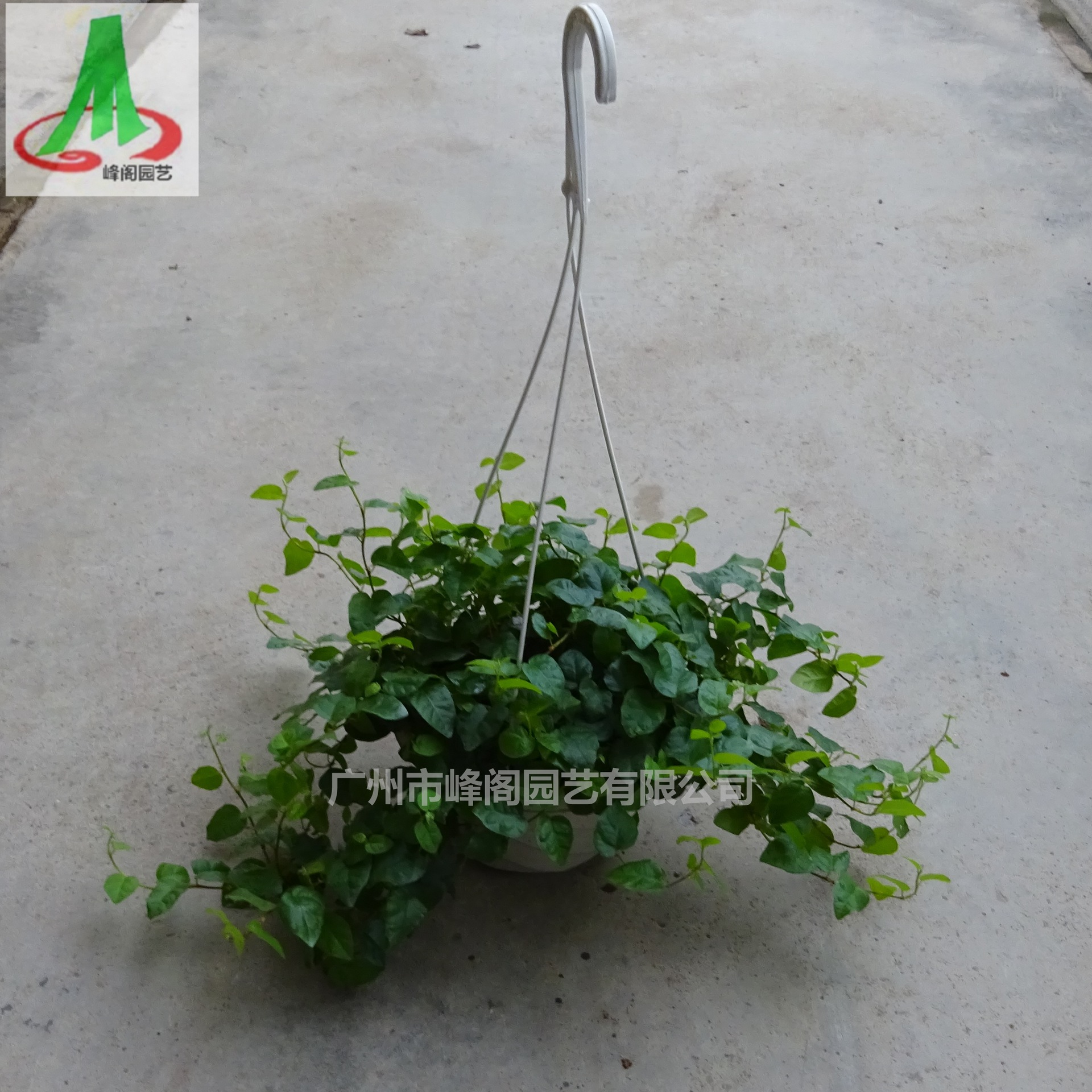 供应墙体绿化攀援花卉植物盆栽盆景小盆栽 青叶薜荔