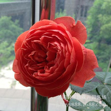 Cây hoa hồng châu Âu Cây giống mùa hè (Song Xia) Hương hoa quả đặc biệt Cây hoa trong chậu Hoa và hoa