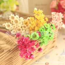 Mini Brazil sao hoa cúc đạo cụ chụp hoa khô hoa cúc nhỏ sao nhỏ hoa thạch son môi thủy tinh bóng với hoa tự làm Sản phẩm hoa