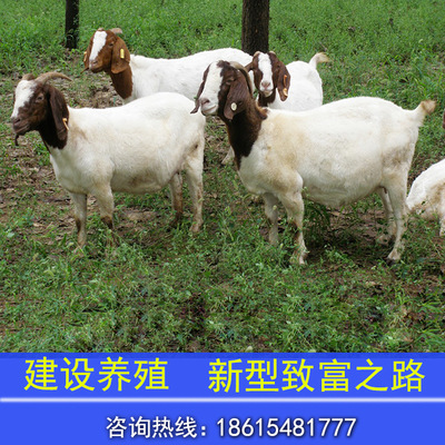 羊-养羊什么品种好 哪种羊长的快 哪种羊繁殖率