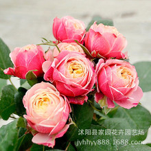 Hoa hồng châu Âu lãng mạn Bik hoa hồng lớn hoa micro trăng đặc biệt cổ điển đa dạng Hikaru dễ dàng để nâng cao ban công trong chậu Hoa và hoa