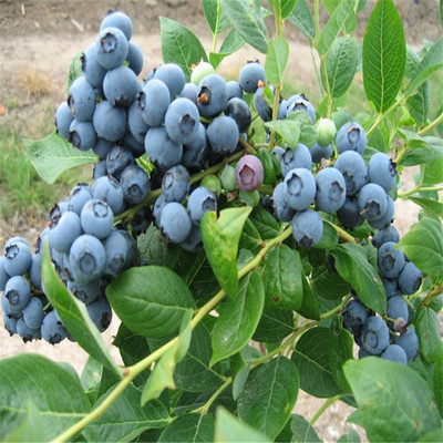 内蒙古的土壤适合种植蓝莓苗吗 南方蓝莓苗优质品种报价