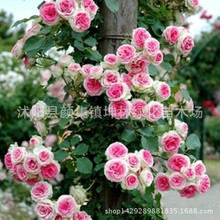 Cung cấp cây giống chất lượng của dây leo hoa hồng Rosa multiflora tăng cây giống 220 ngày chu kỳ ra hoa Hoa và hoa