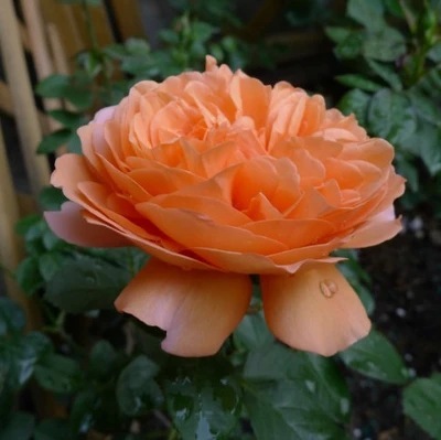 欧月 路易斯克莱门兹 月季花苗 勤花月季