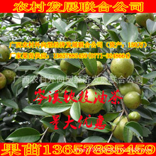 gậy mềm Sầm Khê cây chè 2 số 3 cây ăn quả cây trong chậu bệnh viện gian hàng ở phía bắc và phía nam cơ sở bán buôn Quảng Tây Nam Ninh thẳng Cây ăn quả