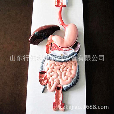 消化系统解剖模型人体解剖模型口鼻喉食道胃肠道肝胆囊脾模型