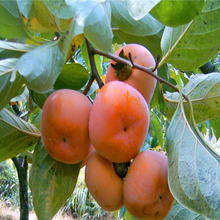 Việc bán một số lượng lớn cây giống hồng hồng cây giống cây ăn quả hồng Nhật tự nhiên Yang Feng có thể ăn hết deastringented Cây ăn quả