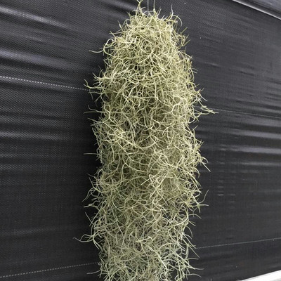 批发空气凤梨类【空气草】老人须 进口植物 室内装饰植物