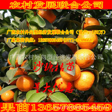 É³ÌÇ½Û cây giống không hạt cam quýt ghép cây giống cây ăn quả É³ÌÇ½Û cây Nam Ninh, Quảng Tây bán buôn Guomiao Cây ăn quả