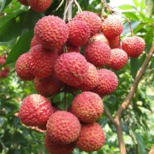 vận chuyển vườn ươm cây giống cây ăn quả trực tiếp ghép khi kết quả Guiwei cây vải thiều vải bán buôn Lingshan County Cây ăn quả