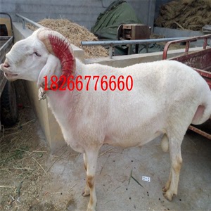 【新疆羊品种】新疆羊品种价格\/图片_新疆羊品