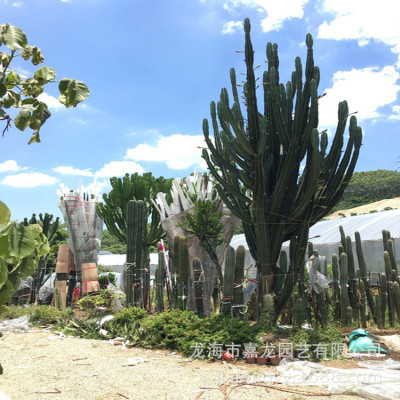 主景大型仙人掌厂家量天尺分叉高度8米沙漠室内植物热带雨林风光