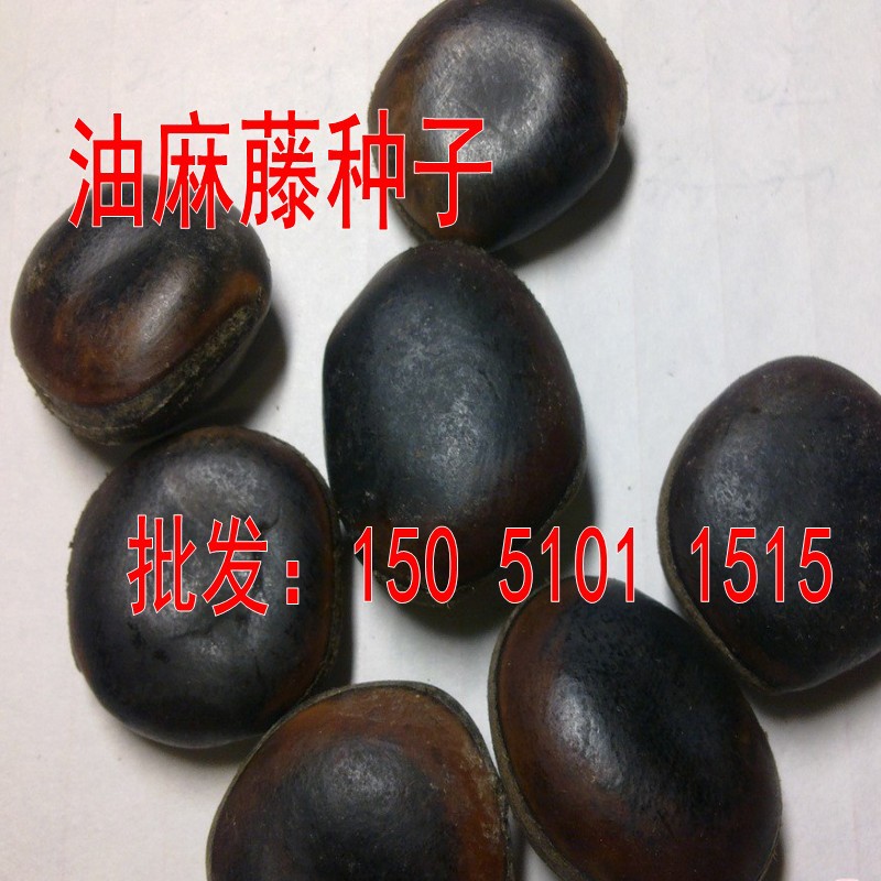 批发爬藤植物种子油麻藤种子牛马藤,常绿油麻藤,大血藤货到付款