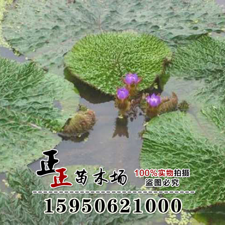 夏季供应芡实,鸡头米 水生植物基地直销芡实小苗 价格