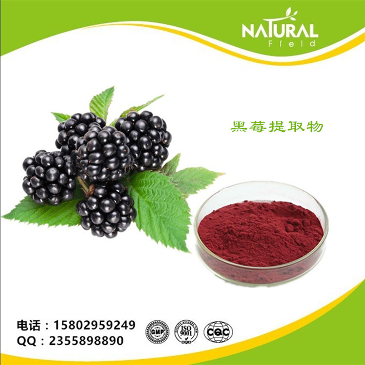 天丰供应:保健品原料 黑莓花青素 25% 黑莓提取